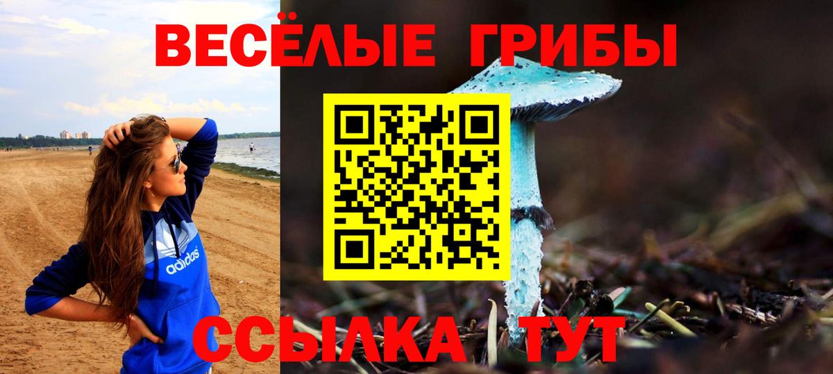 Галлюциногенные грибы GOLDEN TEACHER  где купить   Галлюциногенные грибы Psilocybe  Асино 